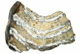 Mammoth Molar Slice With Case - South Carolina #291171-1